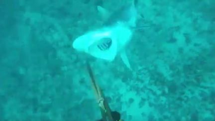 Capture d'écran d'une vidéo montrant un requin de récif attaquer un plongeur, le 15 juin 2016, en Australie.&nbsp; (YOUTUBE)