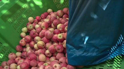 Agriculture :&nbsp;la saison de la récolte des pommes a&nbsp;débuté (France 3)