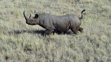 Les rhinoc&eacute;ros sont une cible privil&eacute;gi&eacute;e des criminels pour leurs cornes, reput&eacute;es avoir des vertus m&eacute;dicinales. (CARL DE SOUZA / AFP)