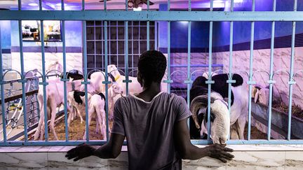 Pendant la fête musulmane du Sacrifice, l'Aïd al-Adha, qu'on appelle Tabaski en Afrique de l'Ouest, les Sénégalais partagent en famille et avec leurs voisins un mouton sacrifié le jour même. Le bélier (mouton mâle non castré) de race Ladoum, aux poils ras et aux cornes en forme de tire-bouchon qui peut mesurer jusqu’à 1m20 au garrot et peser 175 kilos, est le plus prisé des fidèles.&nbsp; &nbsp; (JOHN WESSELS / AFP)