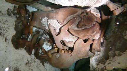 La photo du crâne d'un paresseux géant de la fin du Pléistocène, découvert au fond d'un puits naturel de l'Etat de Quintana Roo (Mexique), a été diffusée le 16 août 2017. (ESPECIAL / NOTIMEX / AFP)