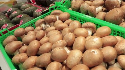 Patrimoine : à la découverte des sous-sols où sont cultivés les champignons de Paris