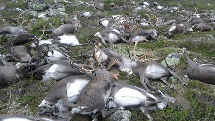 Plus de 300 cervidés ont été retrouvés morts&nbsp;sur le plateau du Hardangervidda, un parc national dans le Sud de la Norvège. (MILJODIREKTORATET)