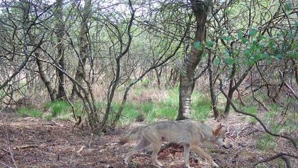 Le loup du Finistère filmé par Emmanuel Holder, il y a un an. (EMMANUEL HOLDER)