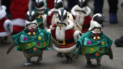 Des pingouins d&eacute;filent d&eacute;guis&eacute;s en habits de No&euml;l dans un parc d'attraction de Yongin (Chine), le 18 d&eacute;cembre 2013. (KIM HONG-JI / REUTERS)