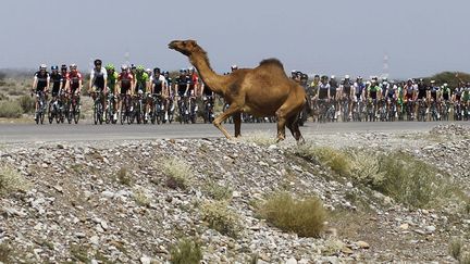 Un dromadaire croise la route du peloton lors du Tour d'Oman &agrave; Muscat (Oman), le 18 f&eacute;vrier 2014. (HAMAD MOHAMMED / REUTERS)