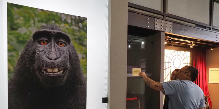 Le selfie viral du singe sur l'appareil du photographe David J. Slater, exposé au Musée du Selfie (29 mars 2018)
 (Robyn Beck / AFP)