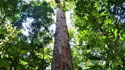 Le plus grand arbre de l'Amazonie, un Dinizia excelsa, repéré en 2019 et enfin trouvé par une équipe de chercheurs.&nbsp;88,50 mètres de haut et une circonférence de 5,5 mètres. (RAFAEL ALEIXO / SETEC / AFP)