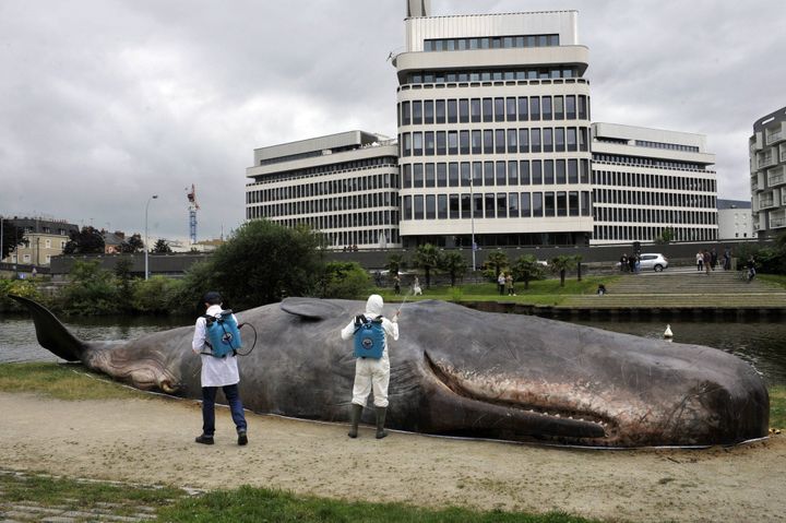 Le cachalot s'était déjà échoué à Rennes en juillet 2016
 (Hélène Lompech/ PHOTOPQR/OUEST FRANCE/MAXPPP)