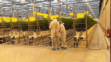 Dans l'usine de production de cannabis au Portugal de la société canadienne Tilray à Cantanhede. (SOLENNE LE HEN / RADIO FRANCE)