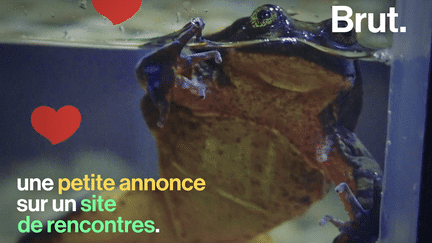 VIDEO. Potentielle dernière représentante de son espèce, cette grenouille cherche l’âme-sœur sur Internet (BRUT)