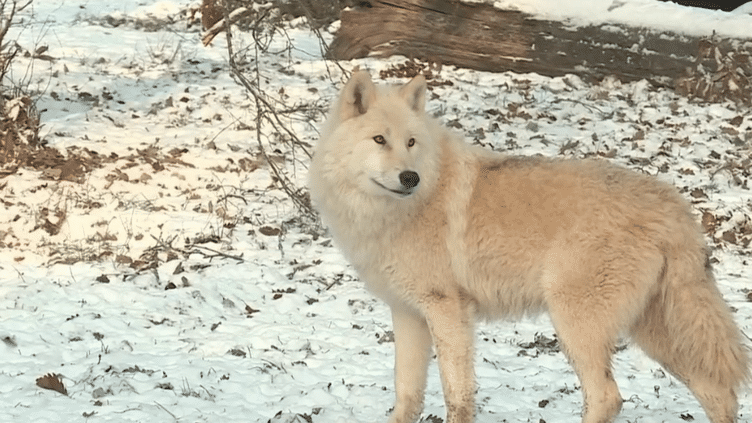 Animaux : en Moselle, un parc accueille une meute de loups blancs