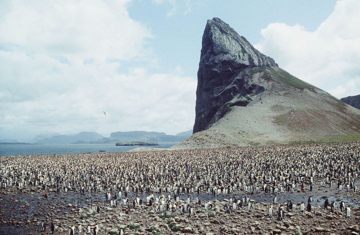 Une colonie de manchots sur les îles Kerguelen, dans l'océan Indien, le 27 juin 2014. (GLOBAL BOOK PUBLISHING / THE ART ARCHIVE / AFP)