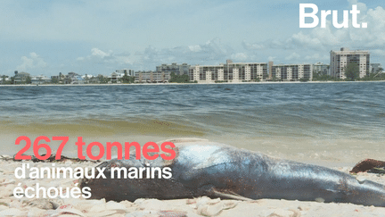 Cela dure depuis novembre 2017. La Floride connaît actuellement une prolifération d’algues toxiques qui démident la faune sous-marine. Explications.