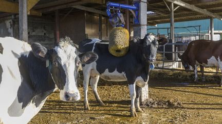 Vaches laitières dans une ferme d'Indre-et-Loire, le 18 janvier 2024. (AVENET PASCAL/HEMIS.FR/AFP)