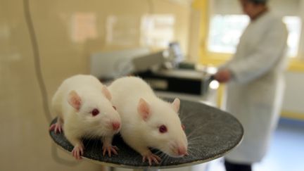 Des souris dans un laboratoire de l'Inserm &agrave; Saint-Etienne (Loire). (  MAXPPP)