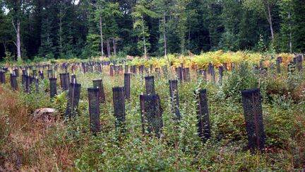 Une parcelle de renouvellement forestier dans la forêt domaniale de Montmorency (Val-d'Oise). (BRUNO LEVESQUE / MAXPPP)