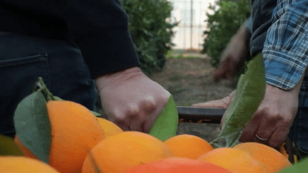 Gastronomie : dans les Bouches-du-Rhône, un des rares producteurs français d'oranges fait le bonheur d'un restaurant trois étoiles (France 2)