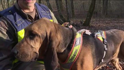 Gendarmerie nationale : dans les coulisses de l'entraînement des chiens enquêteurs