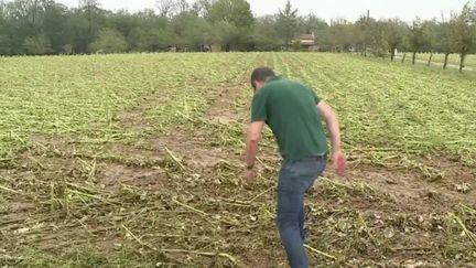 Intempéries : les orages de grêle ont causé des dégâts coûteux