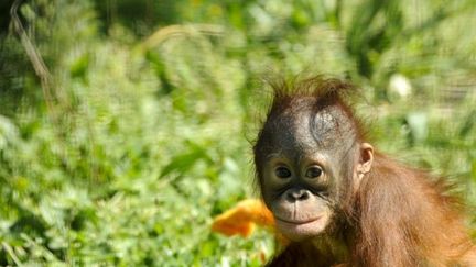 (Image prétexte) Baby Boo, un bébé orang-outan de 9 mois, au zoo de Madrid. Avril 2011. (AFP - Pedro Armestre)