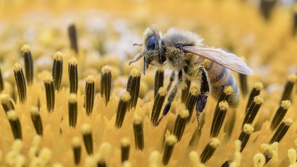 Abeille domestique butinant un capitule de tournesol. (MAXPPP)