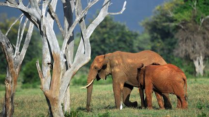 Deux éléphants dans un parc national au Kenya, le 20 mars 2012. (TONY KARUMBA / AFP)