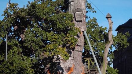 Patrimoine : à la découverte du chêne d'Allouville, l'arbre le plus vieux de France