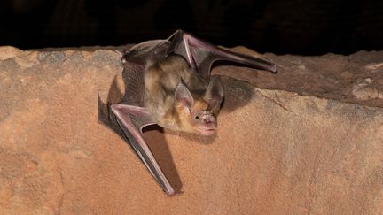 Chauve-souris&nbsp;Asella tridens, espèce qui vit au Maroc. (RAPHAEL SANE / BIOSPHOTO)