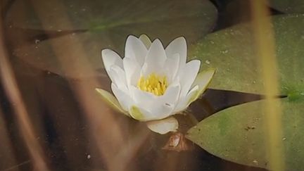 Les nénuphars en disent beaucoup de la qualité de l'eau. Cet été, le Conservatoire botanique national a lancé une campagne pour tenter de les inventorier. (FRANCE 3)