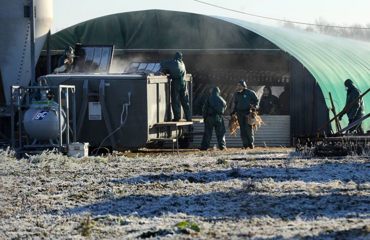 En quatre mois, quatre millions de volatiles ont été abattus en France, afin de ralentir la propagation du virus. Ici, à Latrille, dans les Landes, en janvier 2017. (LE LIEVRE NICOLAS / MAXPPP)