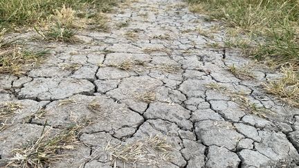 &nbsp;Sécheresse printanière en Vendée, le 30 mai 2020 (illustration). (FABIENNE BUREAU / RADIOFRANCE)