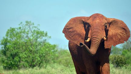 Un éléphant dans le parc de Tsavo au Kenya, le 16 mars 2016. (TONY KARUMBA / AFP)