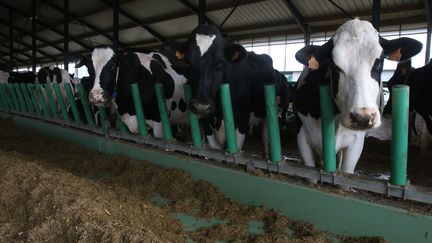 Des vaches dans un hangar de la "ferme des mille vaches", le 17 octobre 2014, &agrave; Drucat-le-Plessiel (Somme). (  MAXPPP)