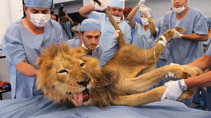 Tyson, un lion du zoo de Medellin (Colombie) est anesth&eacute;si&eacute; avant de recevoir des soins dentaires, le 15 septembre 2011. (ALBEIRO LOPERA / REUTERS)