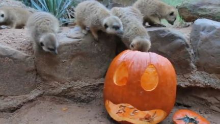 Des suricates explorent une citrouille sculptée pour Halloween, dans laquelle les soigneurs ont placé des vers, le 31 octobre 2017, au zoo de Dallas (Etats-Unis). (FRANCEINFO)