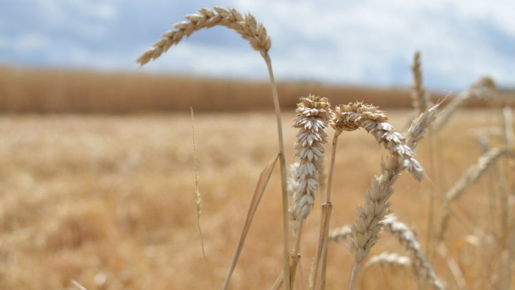 Un champ de blé en Moselle avant le début des moissons. (VICTOR VASSEUR / RADIOFRANCE)