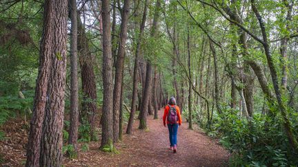 Une randonneuse en forêt de Brocéliande dans le pays de Paimpont en Bretagne. (GUIZIOU FRANCK / HEMIS.FR / HEMIS.FR)