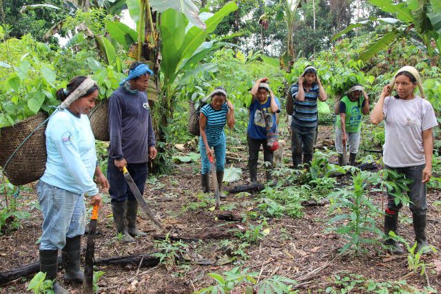 Reforestation participative en Amazonie équatorienne à Tena, pour reboiser des zones dégradées grâce à la plantation de 8 000 arbres.&nbsp;Le modèle d’agroforesterie durable mis en place contribue à l’amélioration du niveau de vie des Kichwas tout en protégeant la forêt primaire adjacente (A TREE FOR YOU / GOOD PLANET)