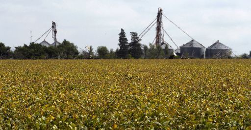 Champ de maïs transgénique à Santa Clara de la Buena Vista, à 500 km au nord-ouest de Buenos Aires, le 11 avril 2012 (AFP - Juan Mabromata)