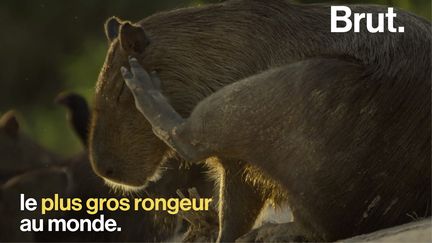 Il fait la taille d'un mouton, aboie comme un chien. Pourtant, c'est un rongeur…