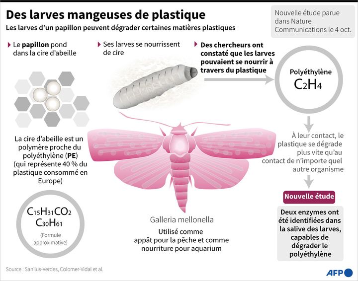 Schéma représentant les larves du papillon de nuit galleria mellonella, dont la salive contient des enzymes capables de dégrader rapidement le plastique. (JOHN SAEKI, LAURENCE CHU, PIERRE HARDY / AFP)