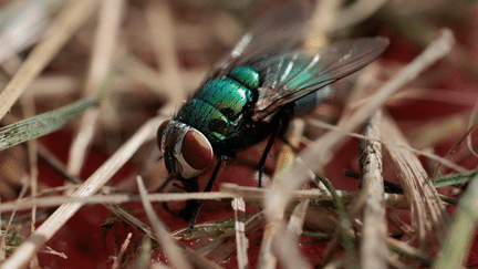 Une mouche commune. (AFP)