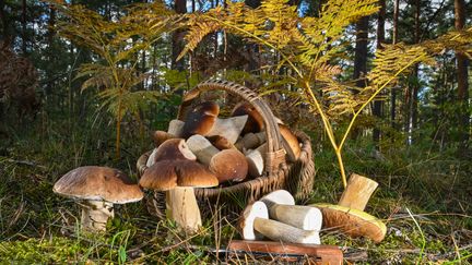 A basket of edible Bordeaux porcini mushrooms in Germany, September 27, 2024. (PATRICK PLEUL / DPA / AFP)