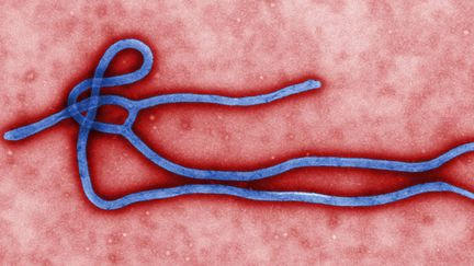 &nbsp; (Le virus Ebola qui a fait plus d'un millier de victimes en Afrique de l'Ouest © Maxppp)