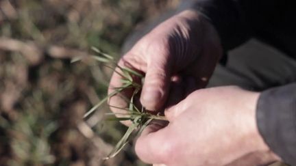 Guerre en Ukraine : face à la pénurie de blé, l'hypothèse d'une crise alimentaire mondiale