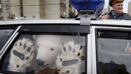 Arrestation d'un militant de Greenpeace d&eacute;guis&eacute; en ours polaire &agrave; Moscou (Russie), le 5 septembre 2012. (MISHA JAPARIDZE / AP / SIPA)