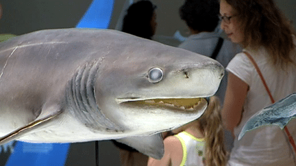 Pour le responsables du musée océanograpqie de Monaco,  "le grand requin blanc n'est pas qu"un affreux chasseur de chiar humaine".
 (France 3 Culturebox)