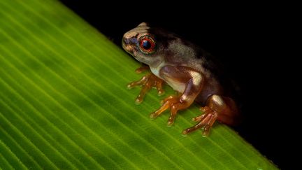 Une grenouille "Dendropsophus" présente au Pérou, le 1er juin 2022. (IGNACIO YUFERA / BIOSPHOTO / AFP)