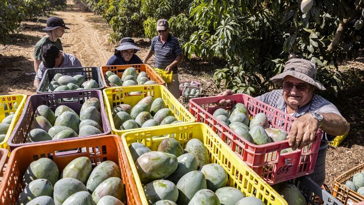 Des volontaires dans une ferme à Sde Nitzan (Israël), près de la frontière avec la bande de Gaza, le 25 octobre 2023. (MENAHEM KAHANA / AFP)